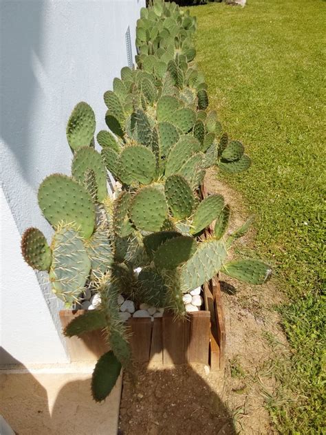 Achetez Cactus Vend Cactus Quasi Neuf Annonce Vente Amance