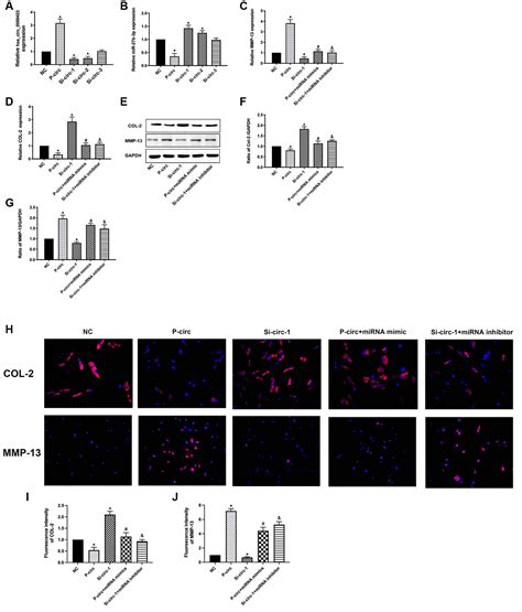 Circular Rna Circ0000423 Regulates Cartilage Ecm Synthesis Via Circ