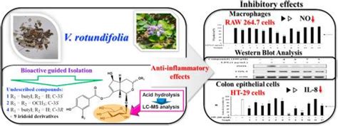 来自 Vitex Rotundifolia L F 的环烯醚萜衍生物。具有抗炎活性phytochemistry X Mol