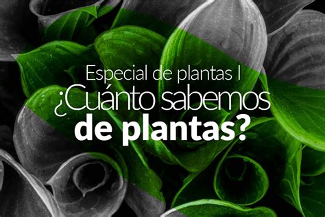 ¿cuánto Conocemos De La Biodiversidad De Las Plantas En Colombia Sib