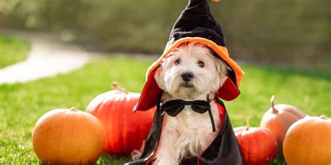 Pets Health Safety Tips During Halloween TX Wellness Spay Neuter Clinic