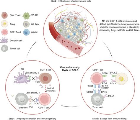 Shaping The Tumor Immune Microenvironment Of Sclc Mechanisms And