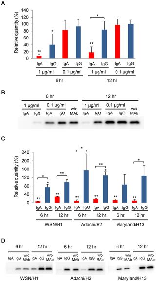 Comparison Of Antiviral Activity Between Iga And Igg Specific To