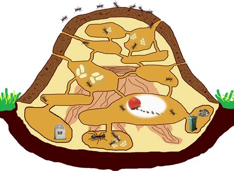 Internal Construction Ant Colony Clip Art Clip Art Library