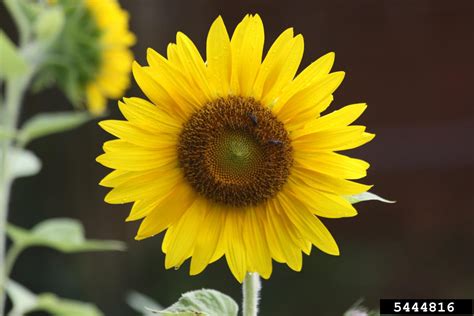 Common Sunflower Helianthus Annuus L