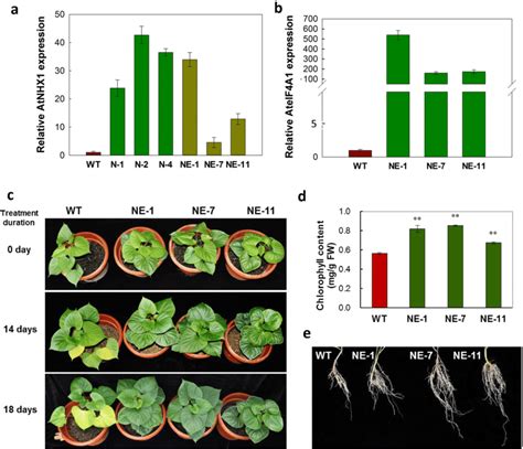 Phenotype And Real Time Rt Pcr Analysis Of Transgenic Sweetpotato