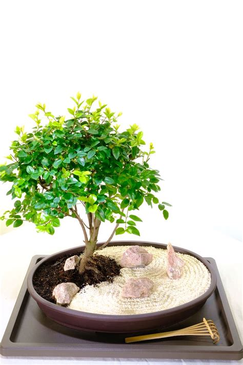 Zen Garden Sweet Plum Bonsai