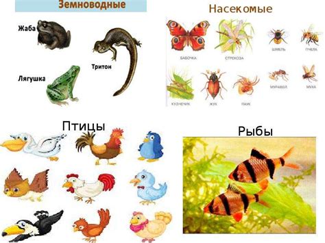 Строение животных (3 класс) - презентация, доклад, проект скачать