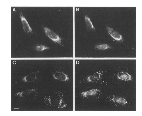 Effect Of Nocodazole And Bfa On The Distribution Of Kd Intermediate