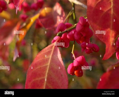 Spindle Tree Euonymus Hamiltonianus Stock Photo Alamy