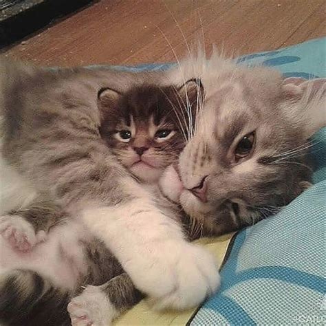 Pin By Hope Randolph On Aww Moments Cat Cuddle Cute Cats And