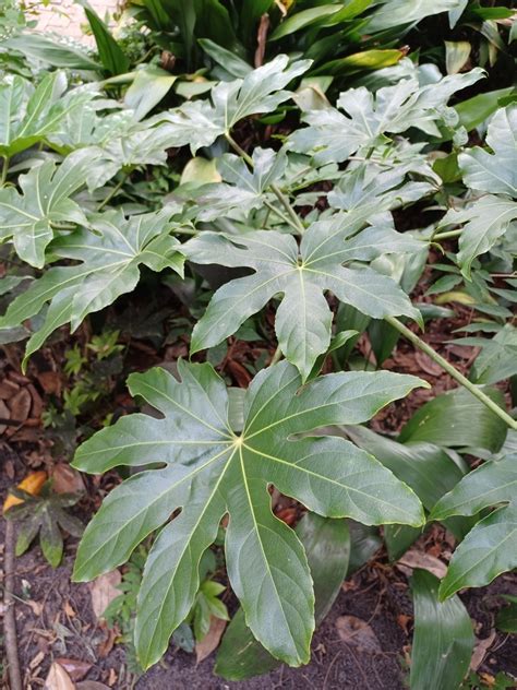 Japanese Aralia From Harleston Village Charleston Sc Usa On November