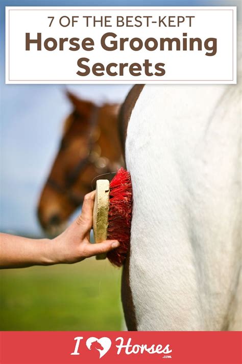 7 horse grooming secrets you should know – Artofit