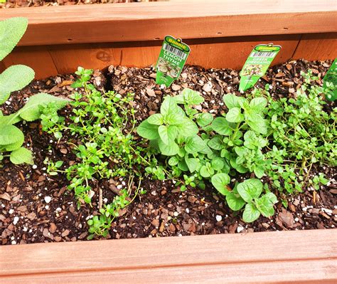 How To Start An Outdoor Herb Garden Beautiful Eats Things