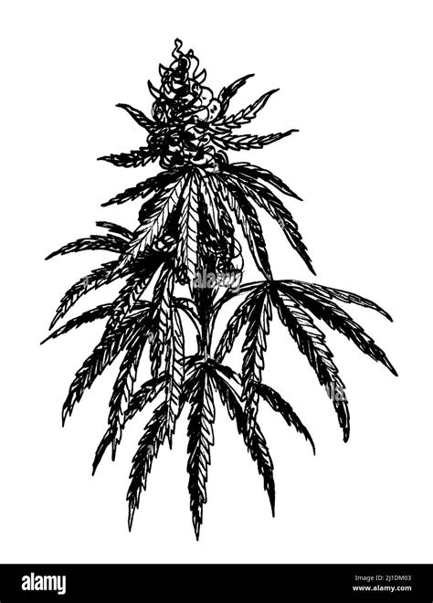 Cannabis Plant Illustration Black And White Stock Photos And Images Alamy