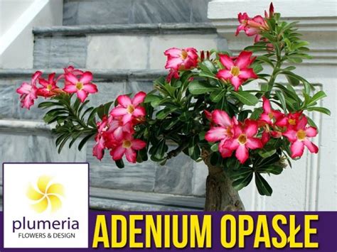 Adenium Mini Baobab Róża Pustyni sadzonka cena Plumeria pl