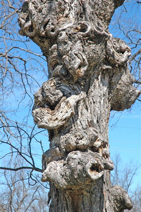 Northern Pecans Target Canker On Pecan