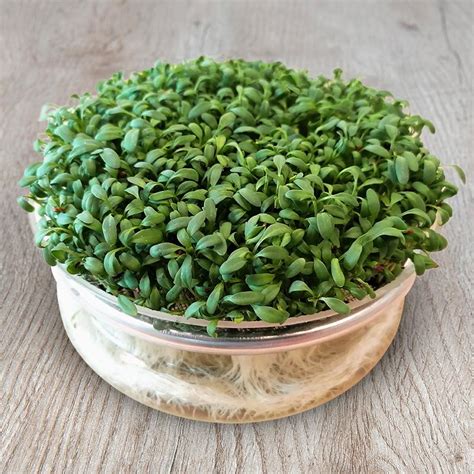 Garden Cress Broadleaf Sprouting Seeds Lepidium Sativum De