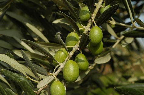 Agricultura Retoma Su Campa A De Identificaci N De Nuevas Variedades