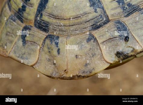 Hermanns Tortoise Greek Tortoise Boettgers Tortoise Testudo Hermanni