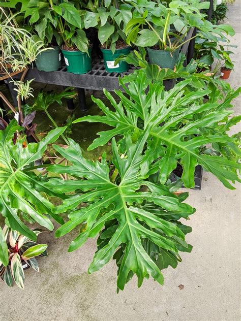 How To Care For The Tropical Philodendron Selloum Or Tree Philodendron