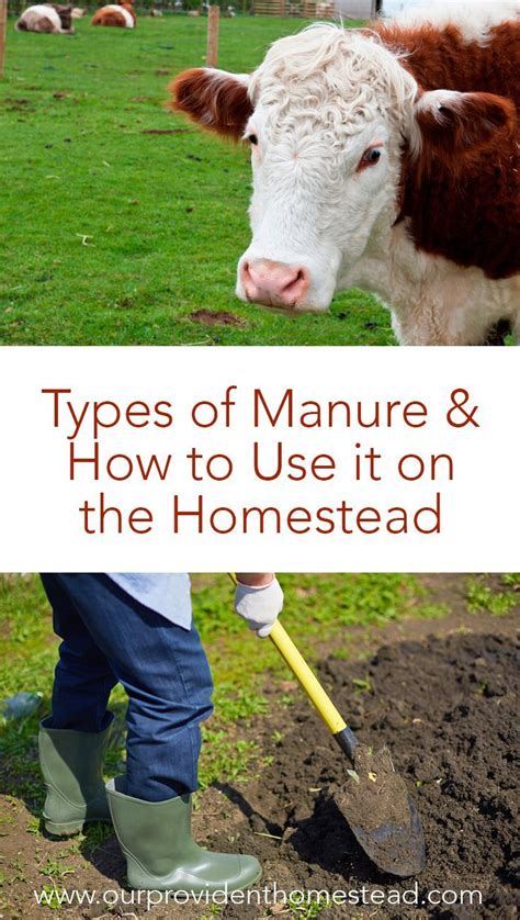 How Much Cow Manure To Use In A Garden Arabic Blog