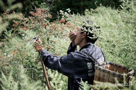 苗医药的起源和内涵 知乎