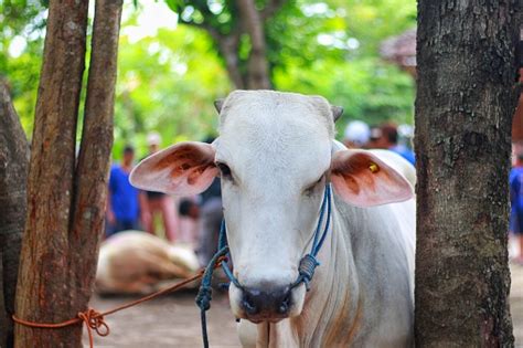 Sapi Ongole Crossbred Atau Sapi Jawa Atau Sapi Putih Foto Stok - Unduh ...