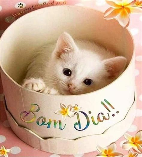 Mensagem De Bom Dia Gatos FDPLEARN