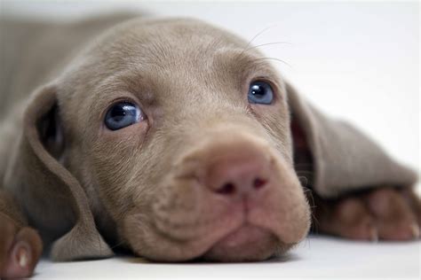 Weimaraner Everything You Need To Know All Big Dog Breeds