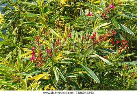 15 Variegated Nerium Images Stock Photos And Vectors Shutterstock