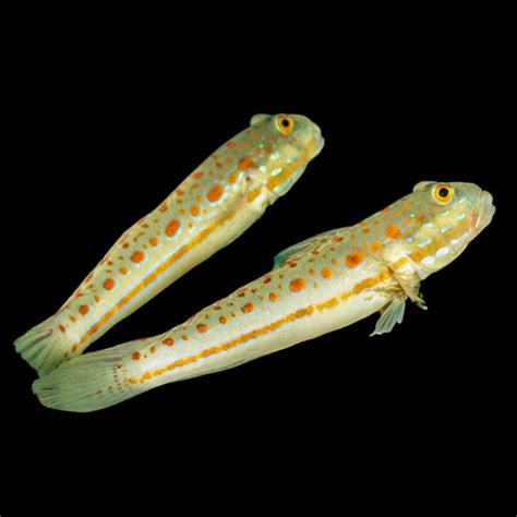 Live - Saltwater Fish - Gobies - SaltwaterAquarium.com