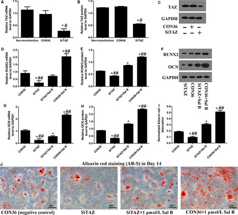 TAZ Knockdown Offset The Sal B Induced Osteogenesis In MC3T3E1 Cells