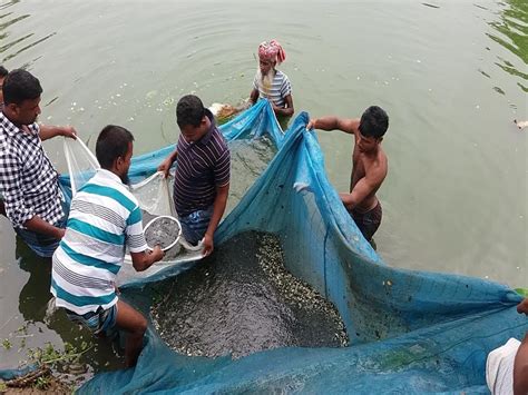 Fish Farming আপনি কি মাছ চাষে আগ্রহী মিশ্র পদ্ধতিতে মাছ চাষে পাবেন