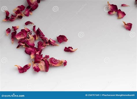 Dried Pink Rose Petals On White Background Stock Image Image Of