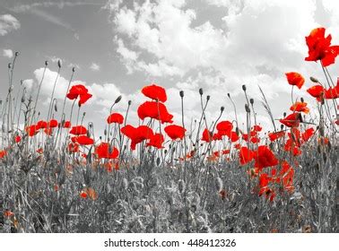 Field Red Poppy Flower Sunburst Shot Stock Photo Shutterstock