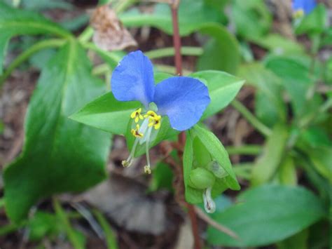 Imagen gratis naturaleza flora hoja verano jardín flor hierba