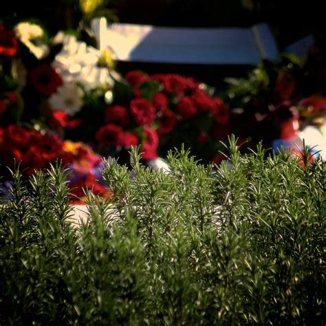 Rosemary Is Traditionally Worn On Anzac Day And Sometimes On