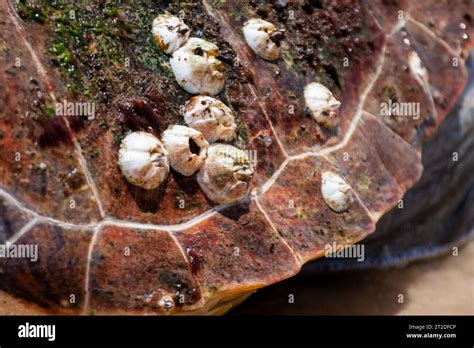 Barnacle On Loggerhead Sea Turtle Shell Stock Photo Alamy