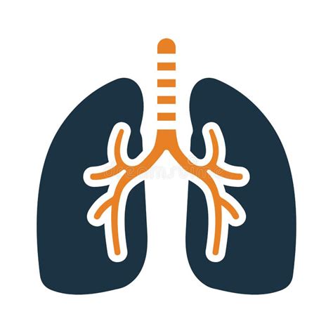 Anatomia Respiratoria Polmoni Sistema Di Respirazione Corporea