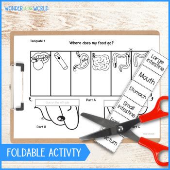 Digestive System Foldable Sequencing Activity Cut And Paste Tpt