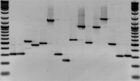 Agarose Gel Electrophoresis Tutorial Part 2