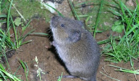 Voles: How to Get Rid of Voles in the Yard or Garden | The Old Farmer's ...