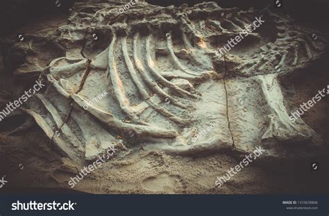 Dinosaurdinosaur Fossil Background Stock Photo 1310639846 | Shutterstock