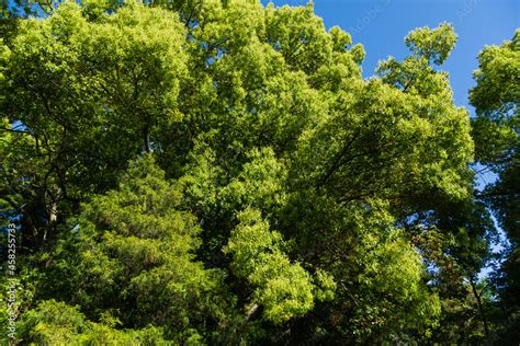 Beautiful longevity large camphor tree (Cinnamomum camphora) common ...