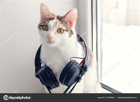 Cat Headphones Windowsill — Stock Photo © Enyast 231080990