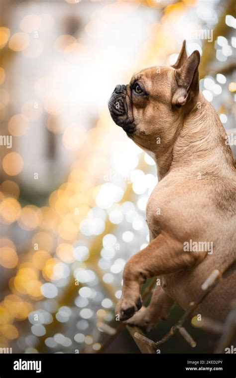 Female French Bulldog Stock Photo Alamy