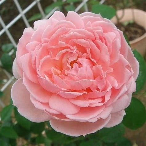 Miyabi Rose | Love Rose