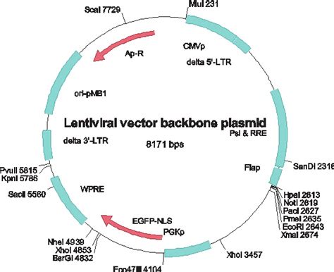 Designing Lentiviral Gene Vectors Intechopen