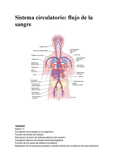eyf semana 10 sesión 17 Sistema circulatorio flujo de la sangre